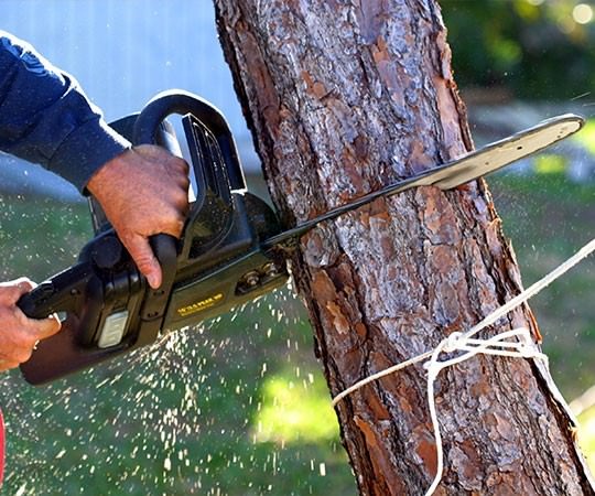 Спил деревьев в Курганинске и  Краснодарском крае